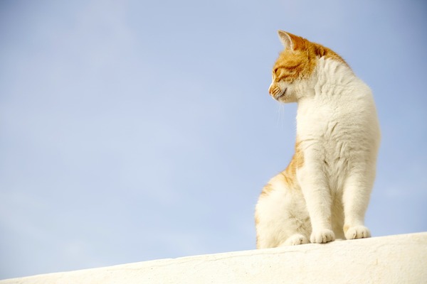 Product picture Stock Photo White Cat with Yellow head Royalty free Picture